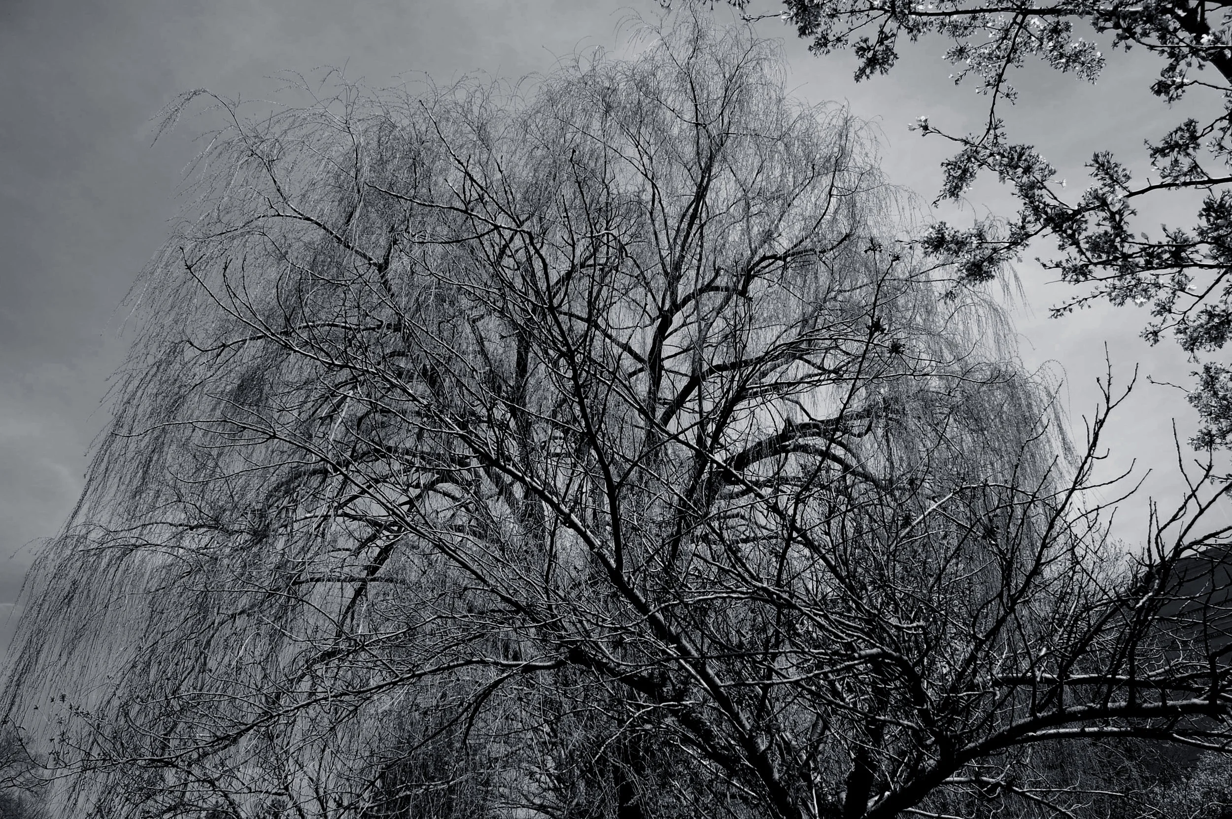 the whomping willow.jpg