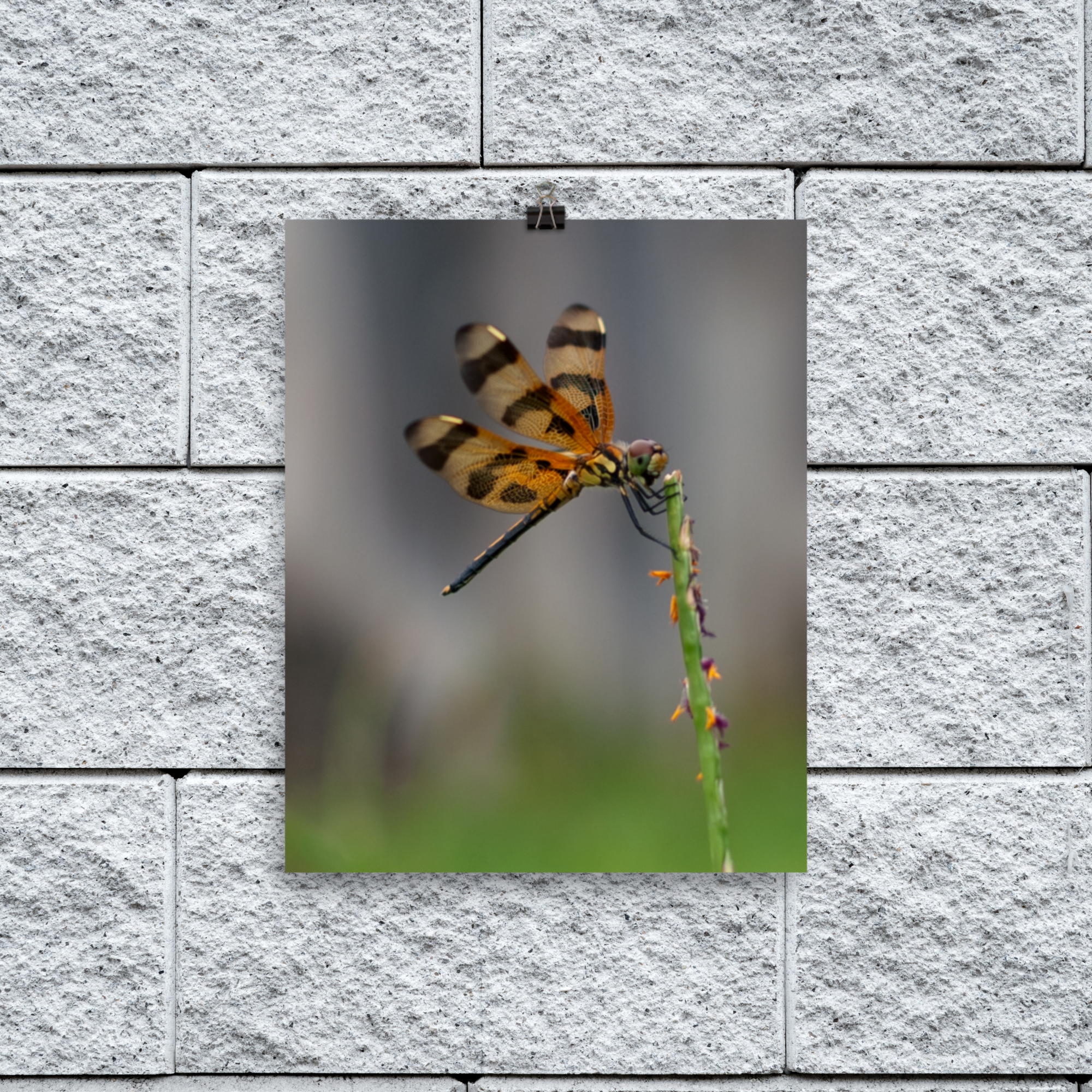 enhanced-matte-paper-poster-(in)-8x10-transparent-678e7149b7287.png