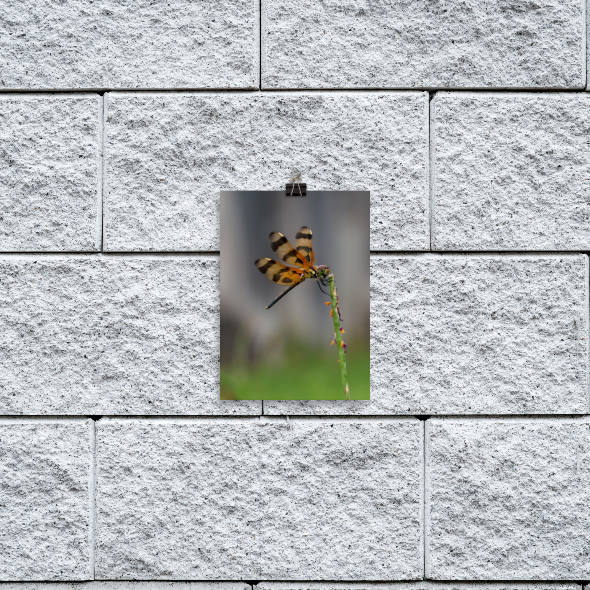 enhanced-matte-paper-poster-(in)-5x7-transparent-678e714a1429c.png