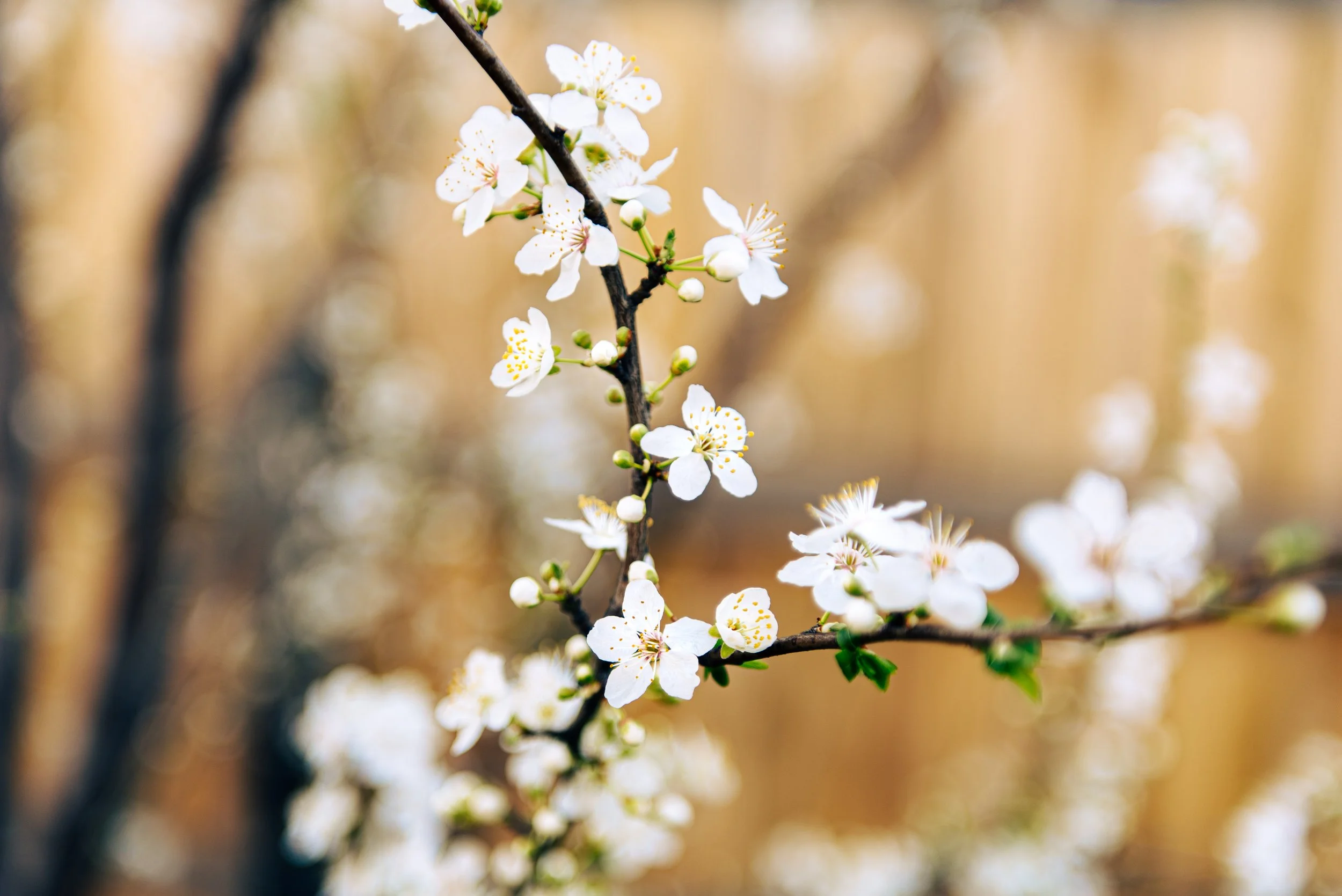 Jem King Creative - flowers home aug-6.jpg