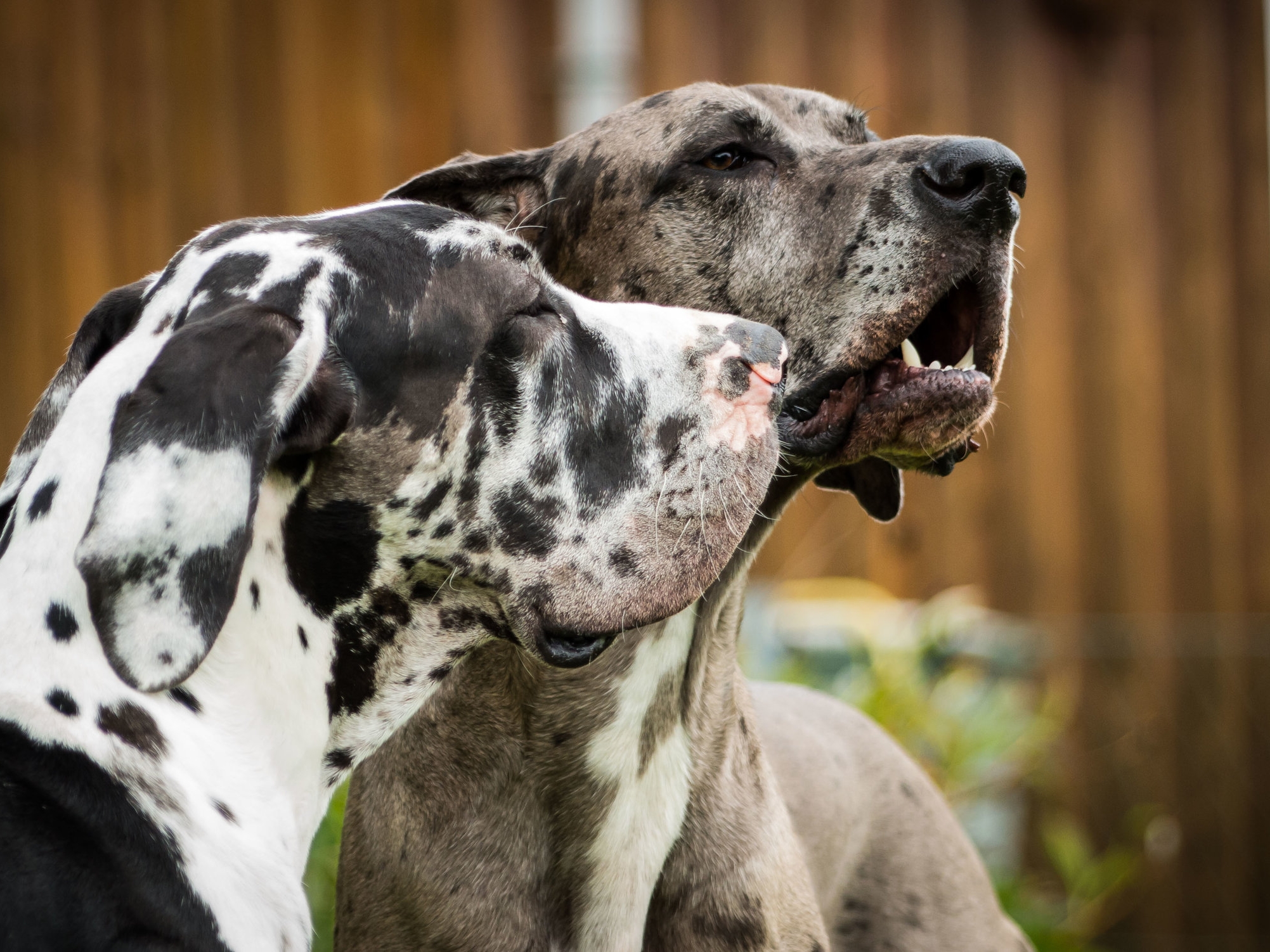 great dane rescue near me