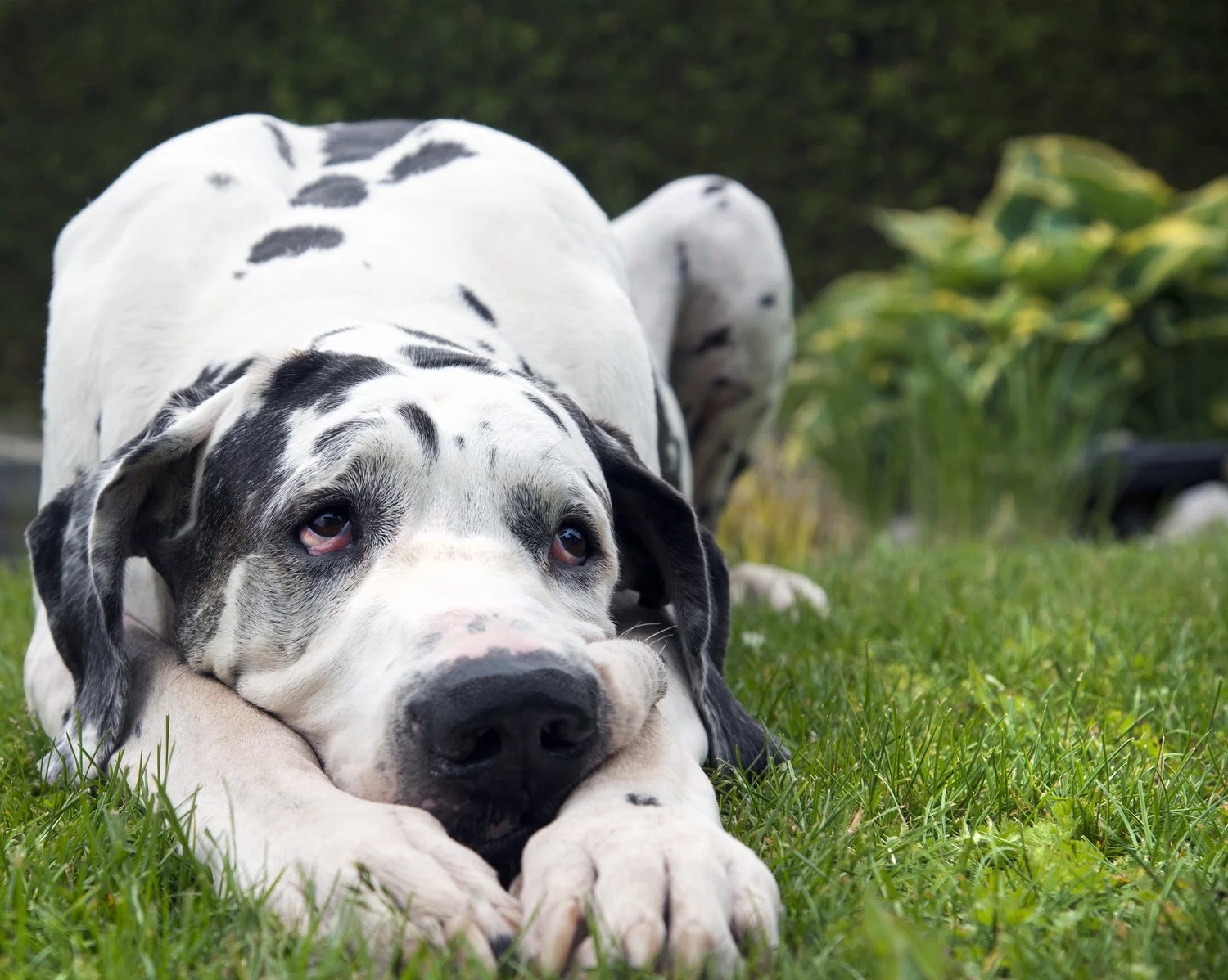 Available Great Danes Upper Midwest Great Dane Rescue