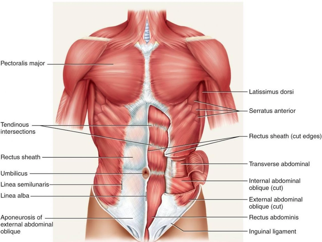 Abdominal Muscles Core In Your Body Meaning Of Core Muscles Shop