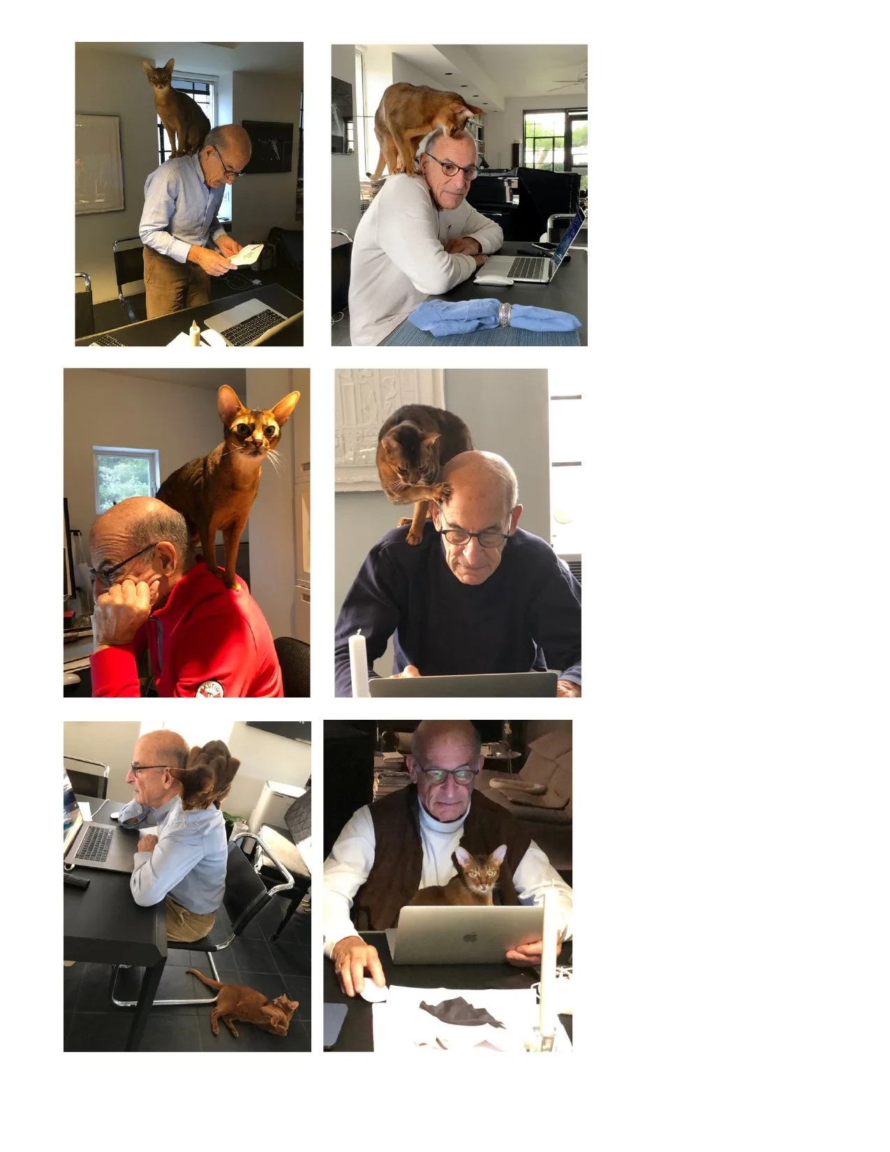 Cats2.jpg