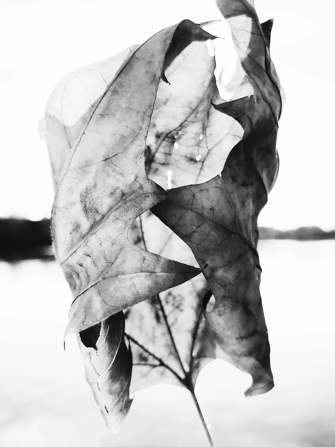 SS LEAF C.jpg