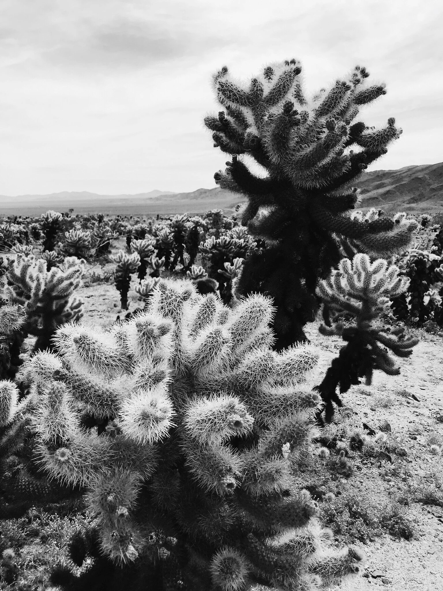 Cholla Joy