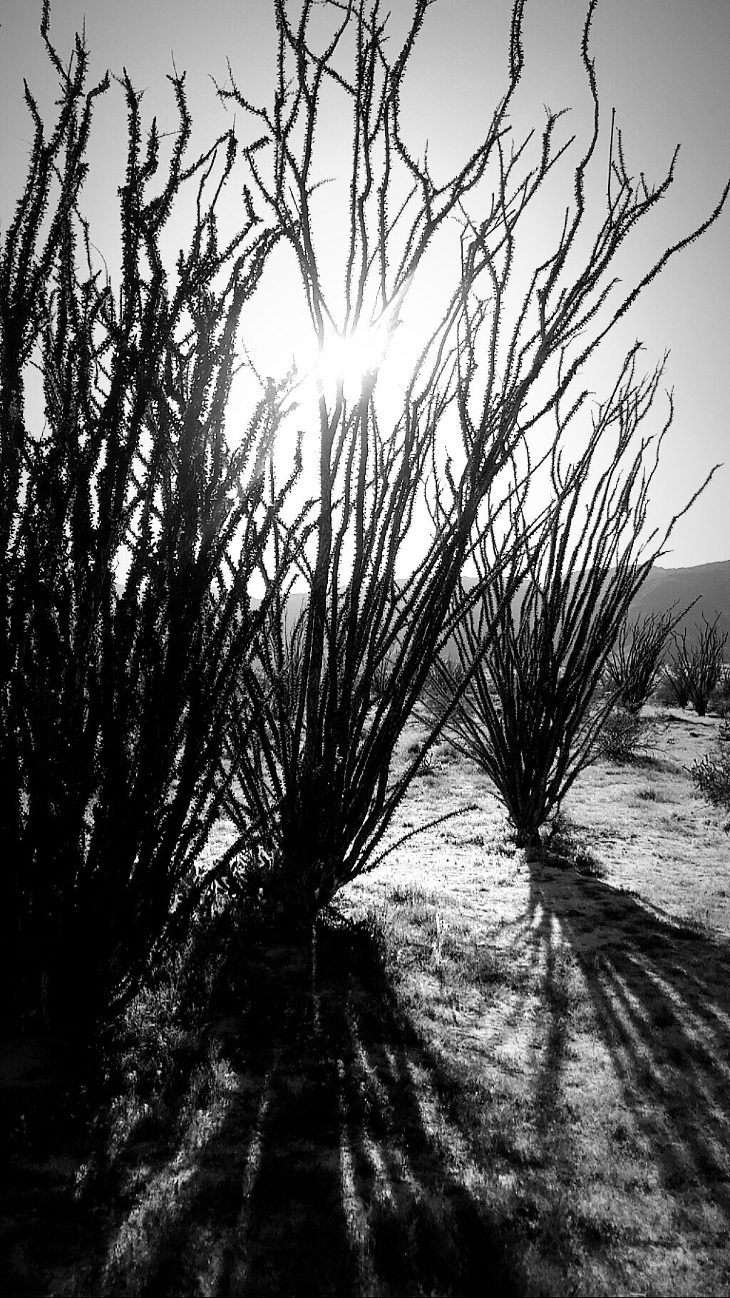 Ocotillo Lines