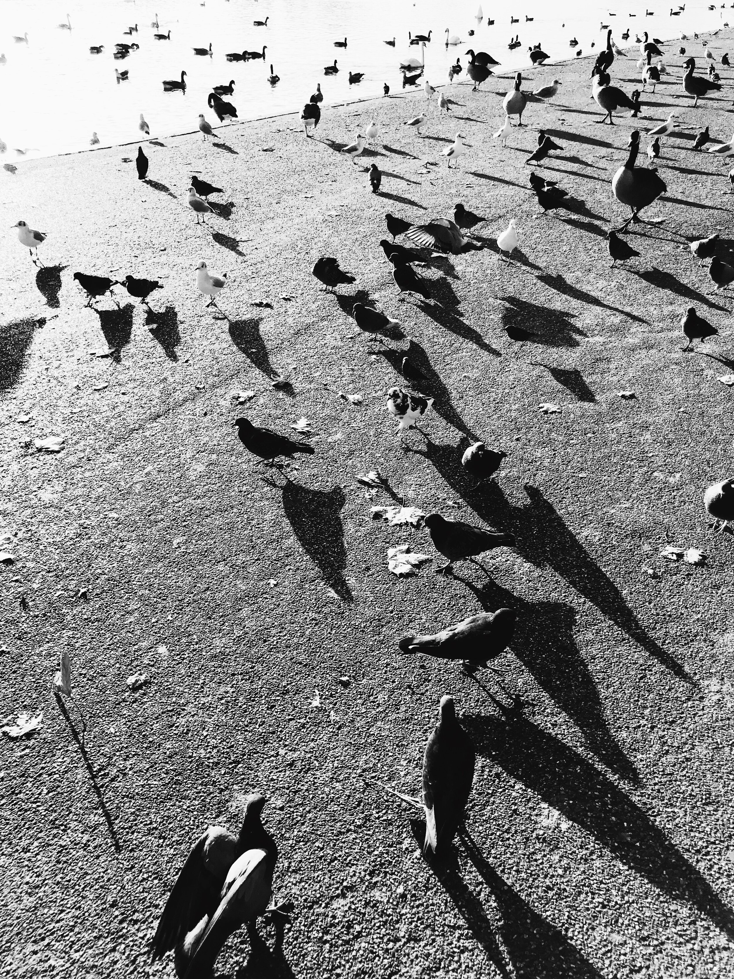 Birds And Their Shadows
