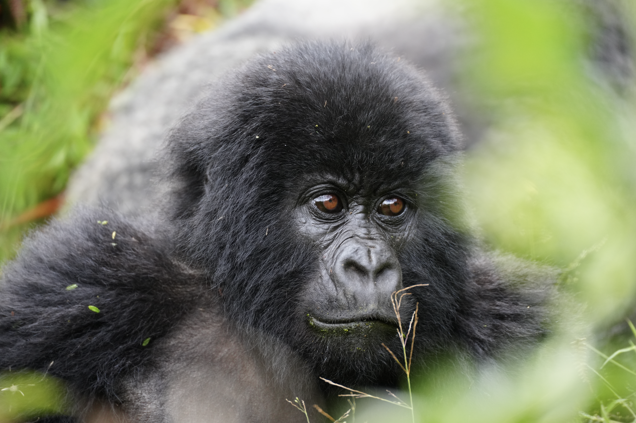 SFalewée Screenshot Gorilla Trek Sample 1.png