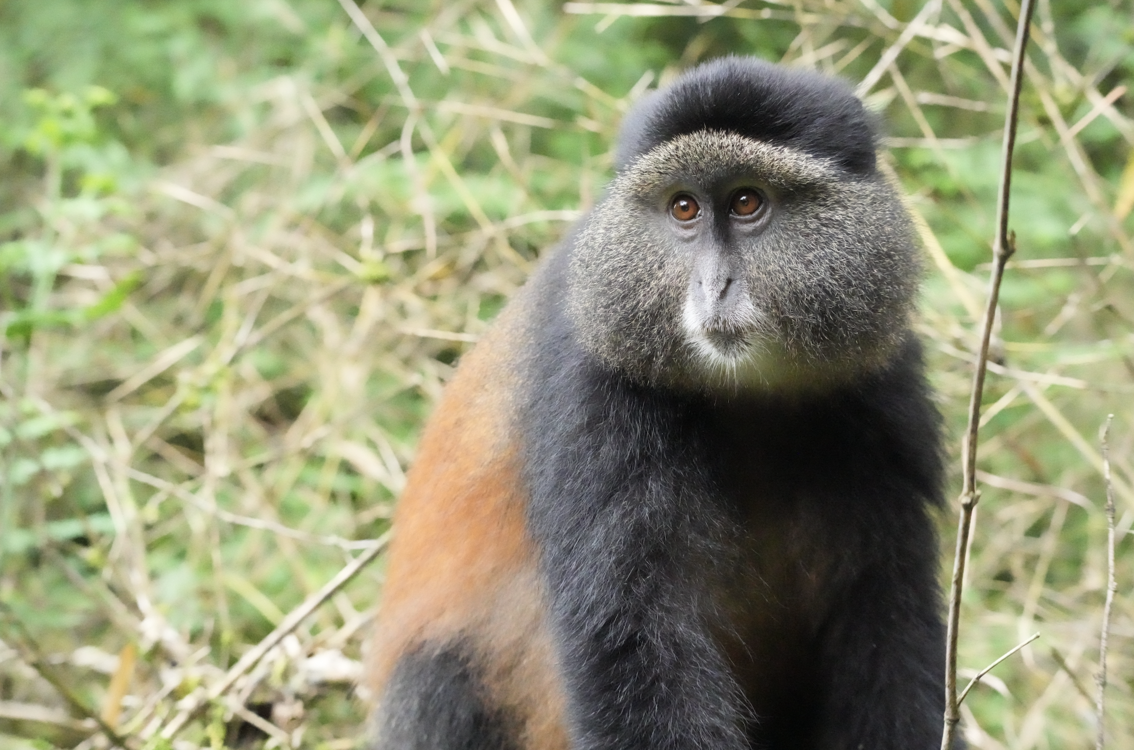 SFalewée Screenshot Gorilla Trek Sample 3.png