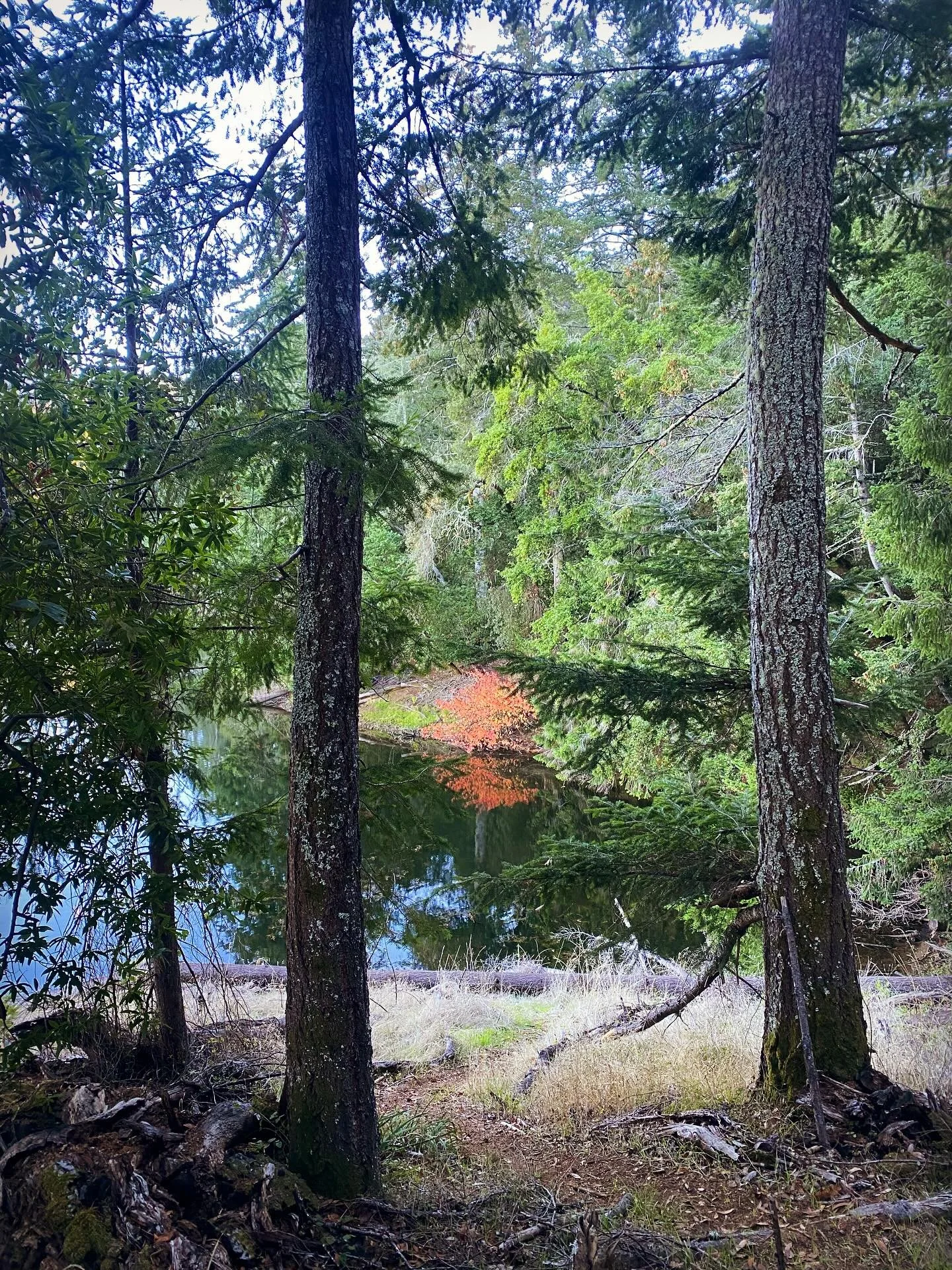 Medicine walk for untying inner knots. Give up your pain or quandary to nature and she will receive, cleanse and transmute. 
Stalk the messages from what attracts attention. Beauty in decay, earth flowers tending to winter soil, colors that burnish,