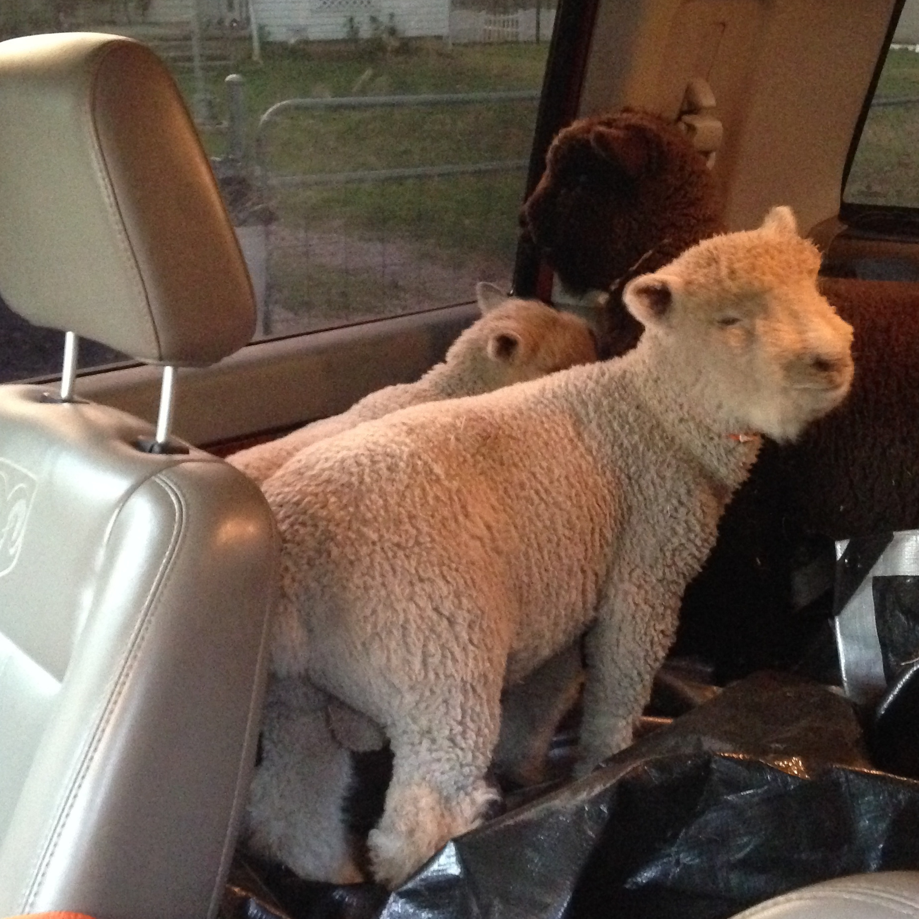 baldek_and_helda-truck_ride_home.jpg