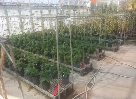 A greenhouse facility at the University of Tasmania Photo: Hongshan Shang