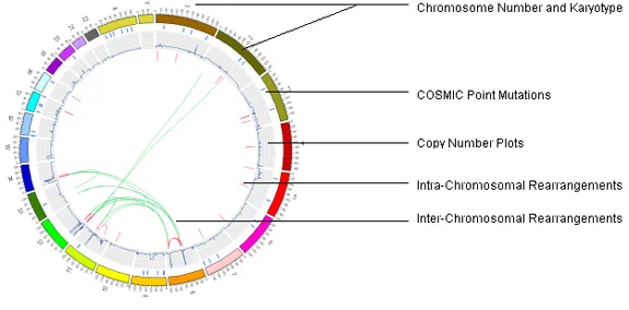 A genome mapped as a circular ("circos") plot. Image: Lalita Kaplish / Sanger Institute / Wellcomelibrary.org (CC BY 4.0)