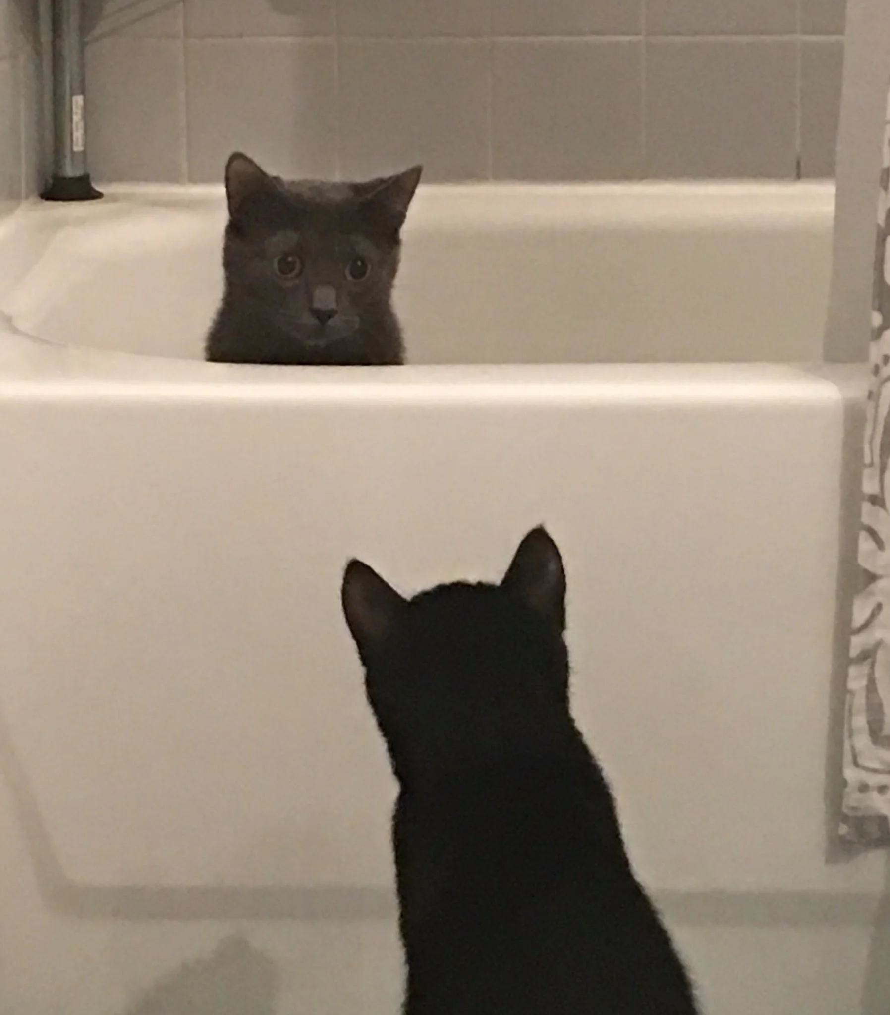 Kitties Tub.jpg