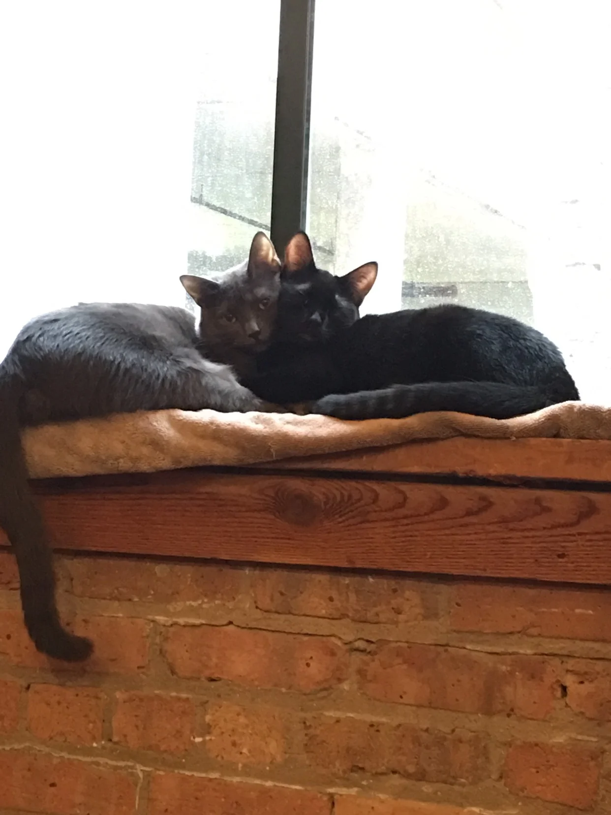 Kitties being Cute Together.jpg