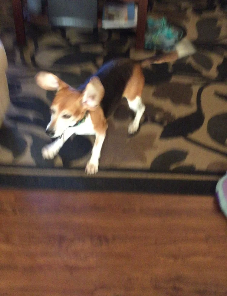 PPIIIGGGG!!!