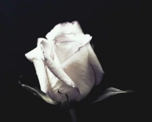 white rose.jpg