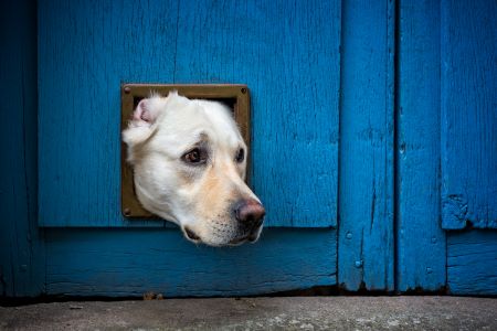 dog stuck in door.jpeg