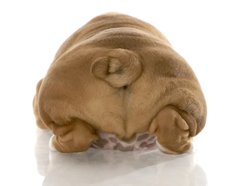 dog butt.jpg