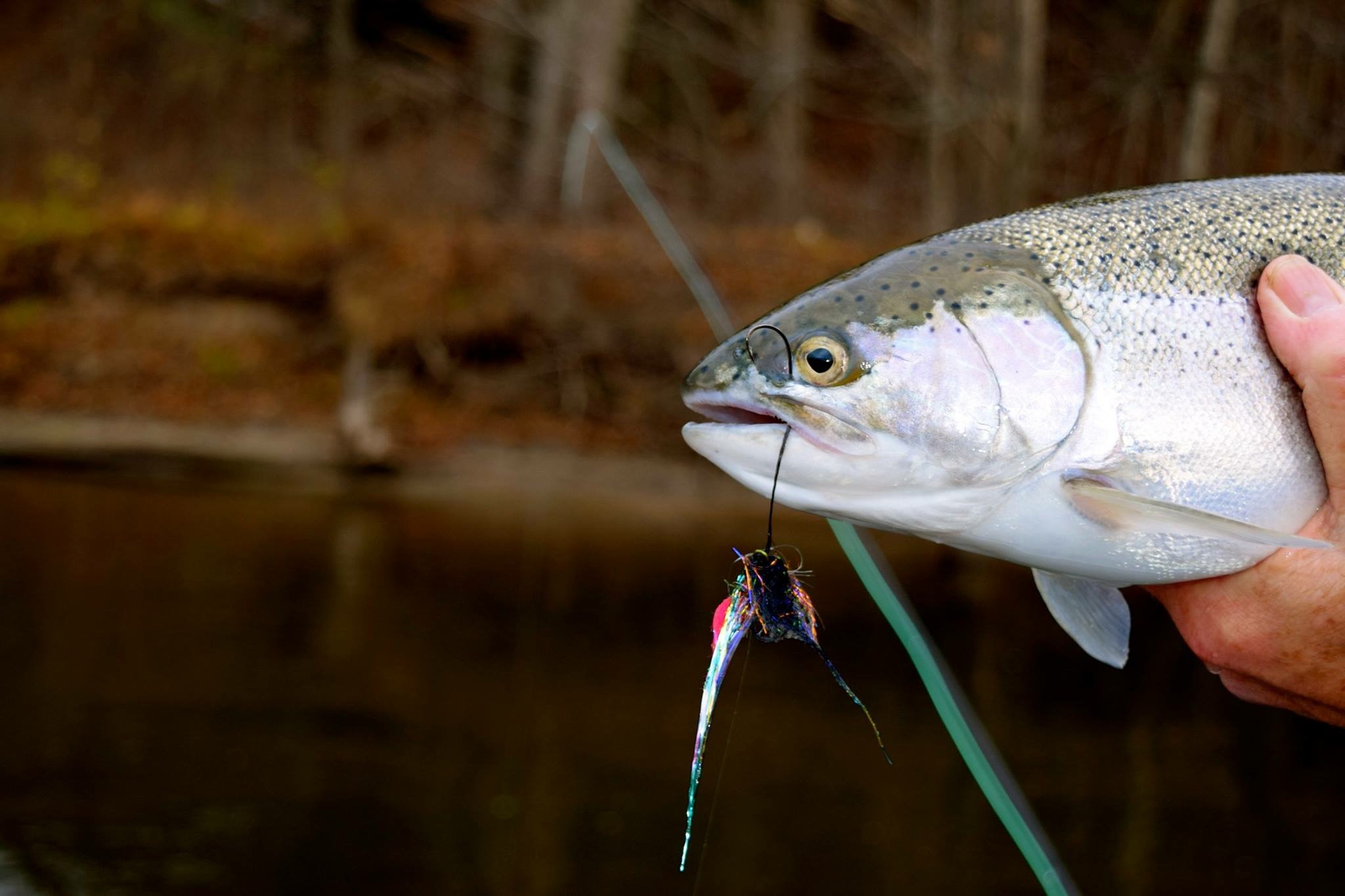 Flyfishing guide in Michigan on the Muskegon, Tittabawassee and