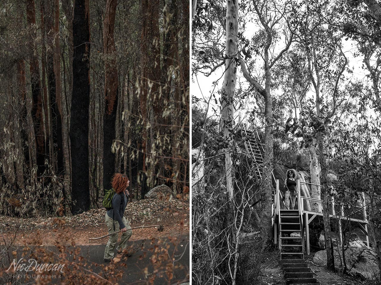 Walking through burnt forest in the Australian bush after a bushfire