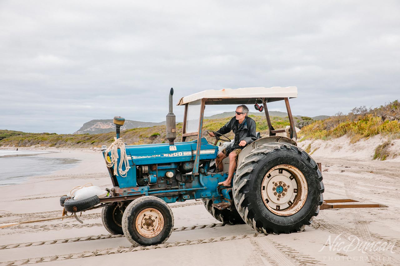 The commercial salmon fishing team work with tractors to haul in the nets with the school of salmon, at Parry Beach in Denmark WA