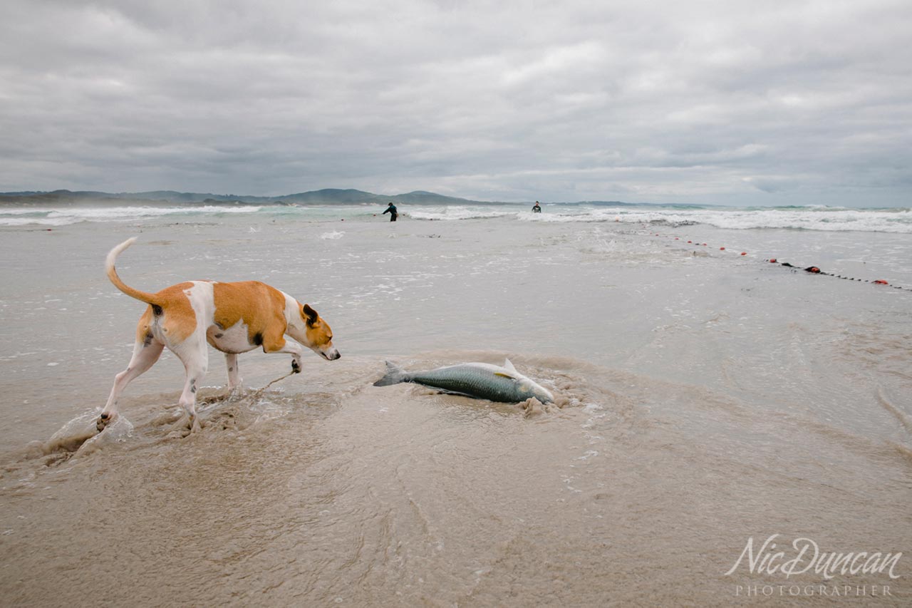 Dog investigating an Australian salmon washed up on shore