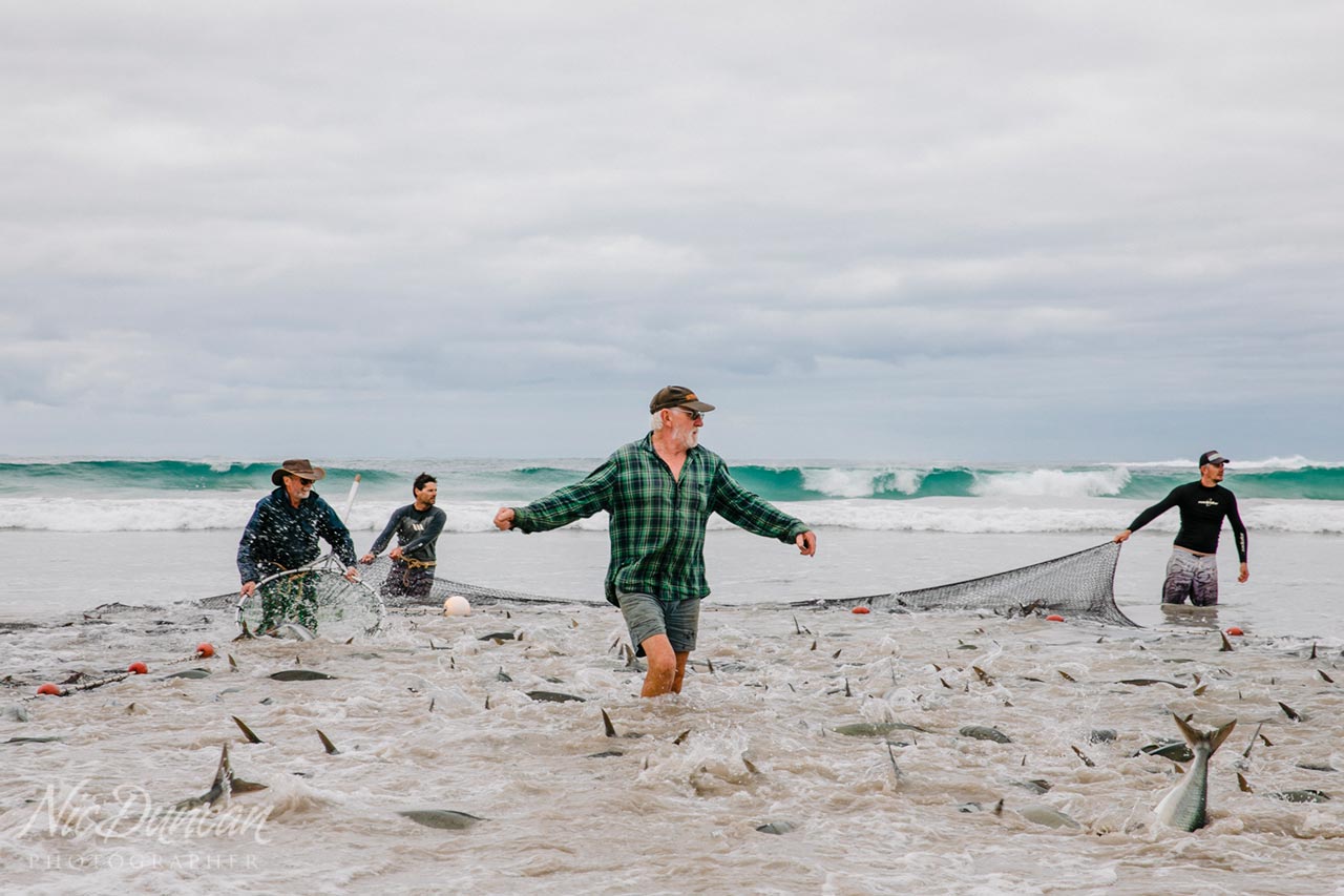 Salmon fisherman walking through the netted school of fish