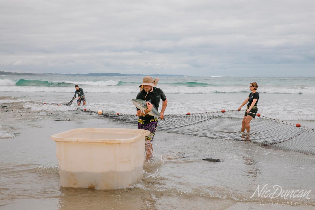 Carefully lifting the netted salmon into large containers of icy brine