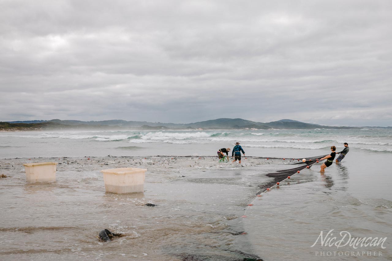 Teamwork at the Parry Beach salmon camp on the amazing south coast.