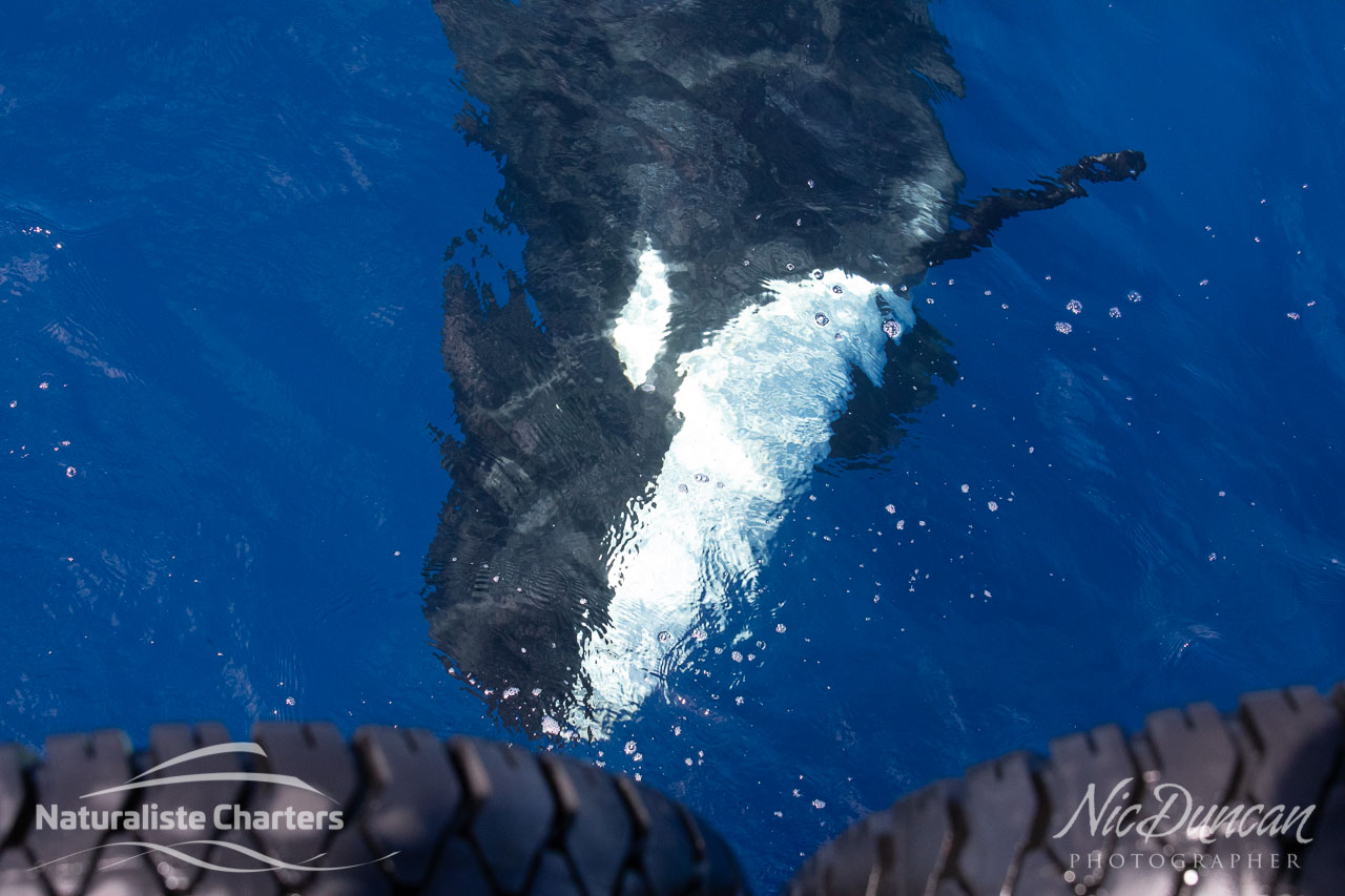 Killer whale passing the boat on its side to look at the passengers