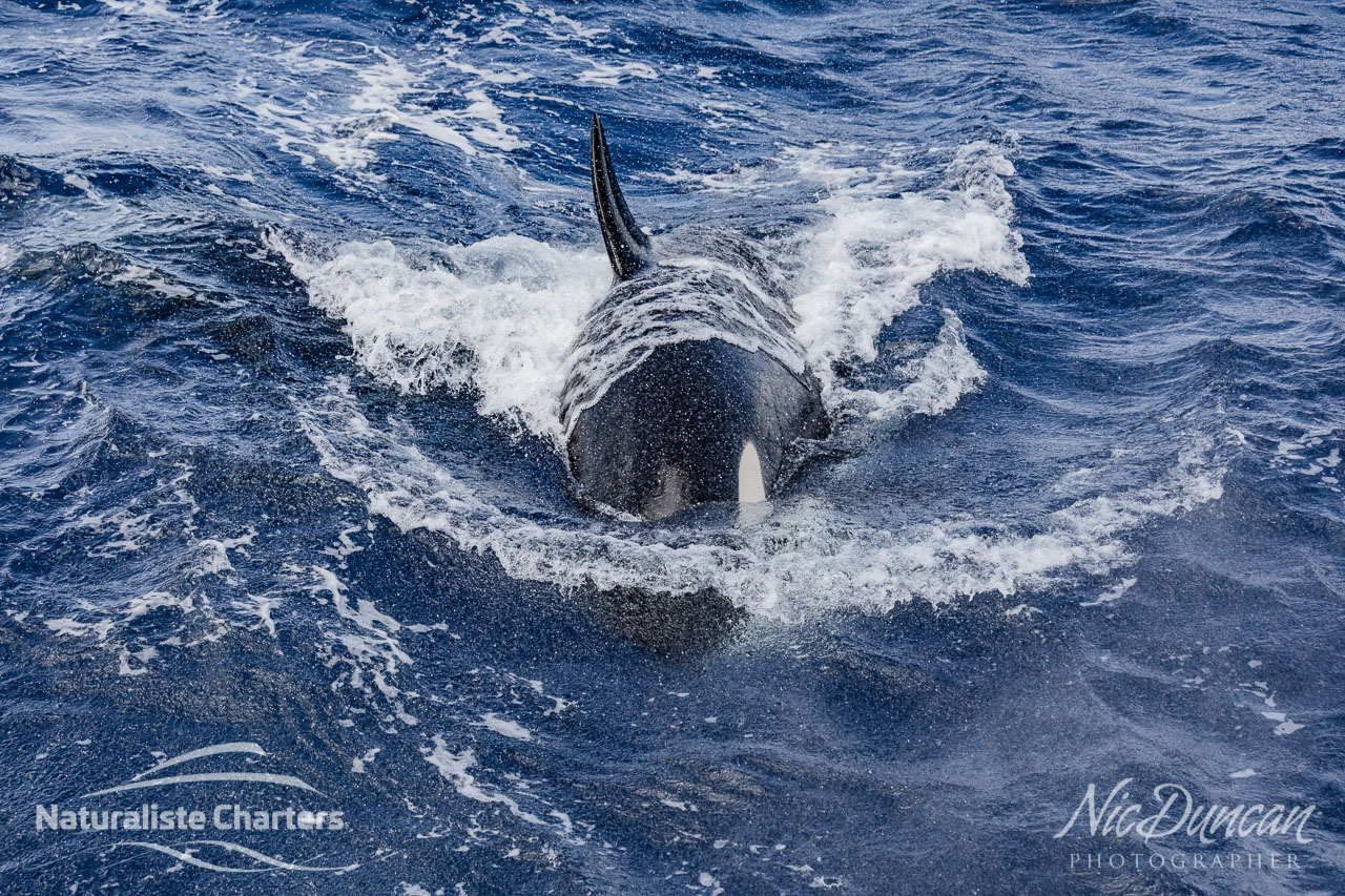 Killer whale at the Bremer Canyon coming towards the Naturaliste Charters vessel