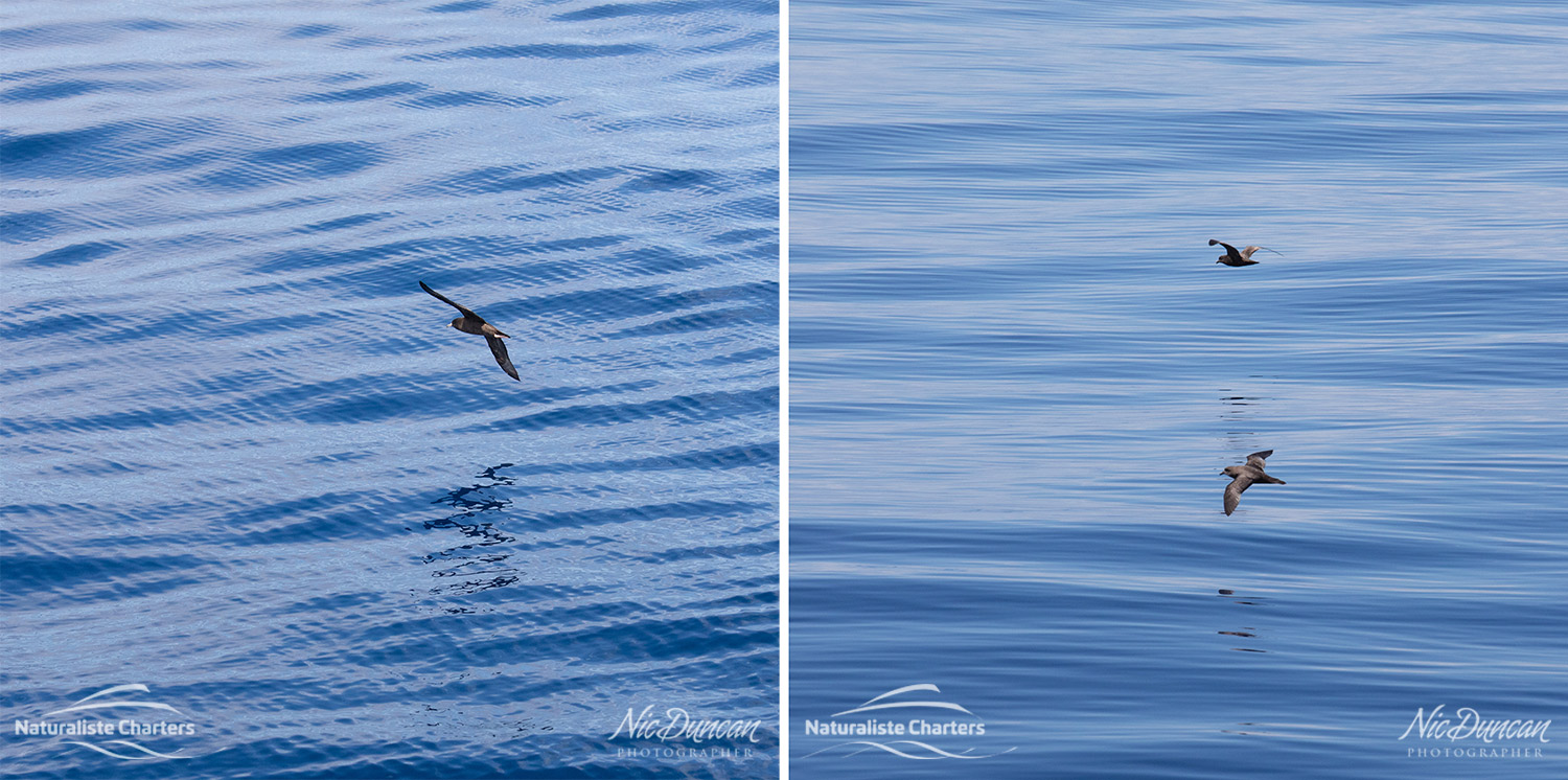 Seabirds and patterns on the surface of an unusually calm Southern Ocean of the coast of Bremer Bay Western Australia