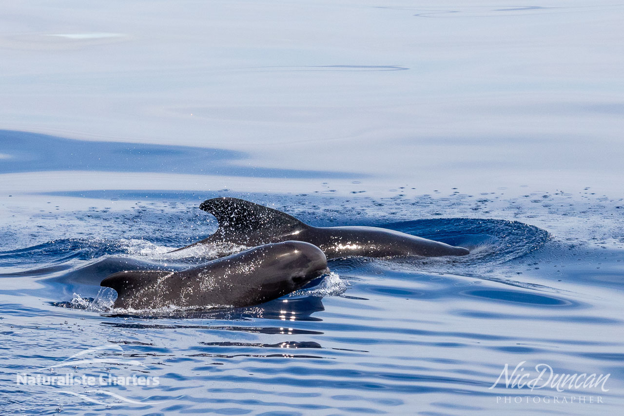 Long finned pilot whales - mother and calf at the Bremer Canyon