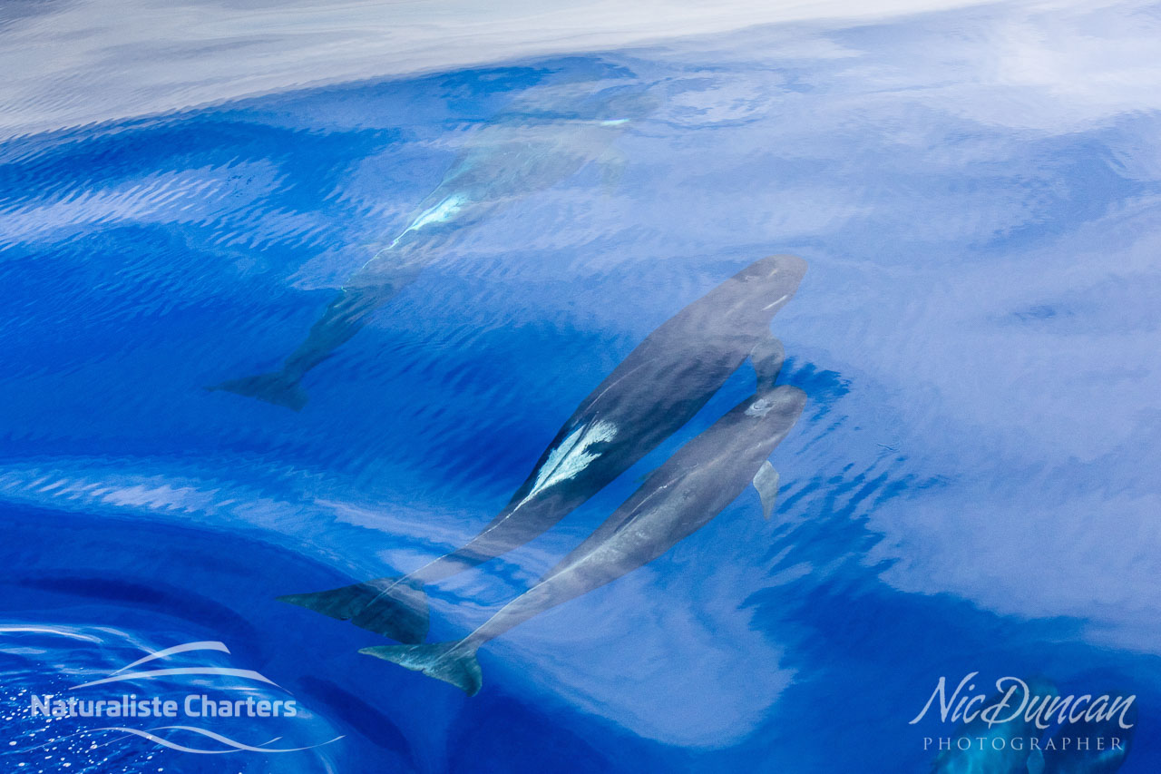 Long finned pilot whales beneath the surface of the Southern Ocean on an unusually calm day, Bremer Canyon WA