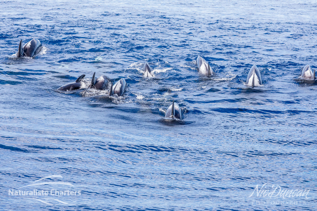 Pod of long finned pilot whales swimming towards the Naturaliste Charters boat on the Bremer Canyon. Southern Ocean off the coast of Western Australia