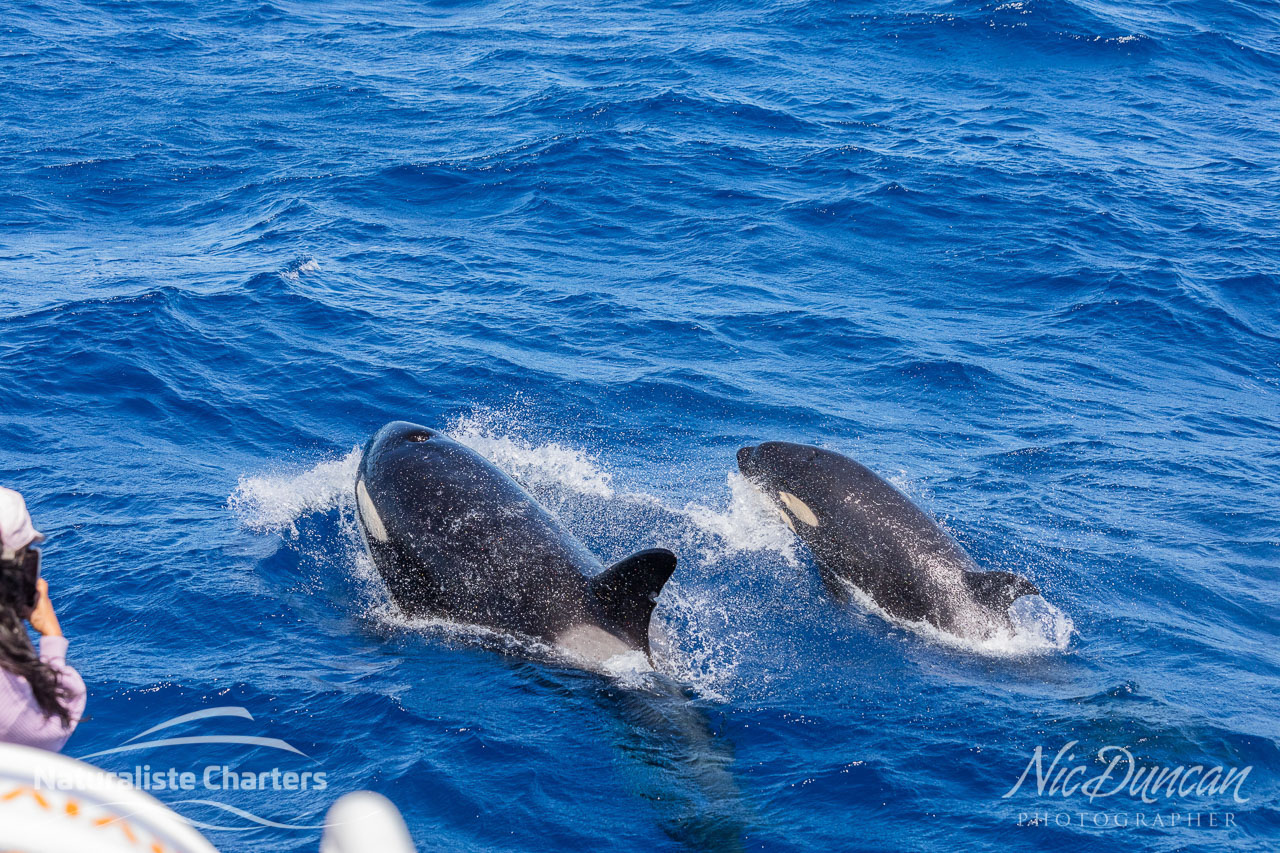 Killer whales alongside the Naturaliste Charters boat out at the Bremer Canyon off the south coast of Western Australia