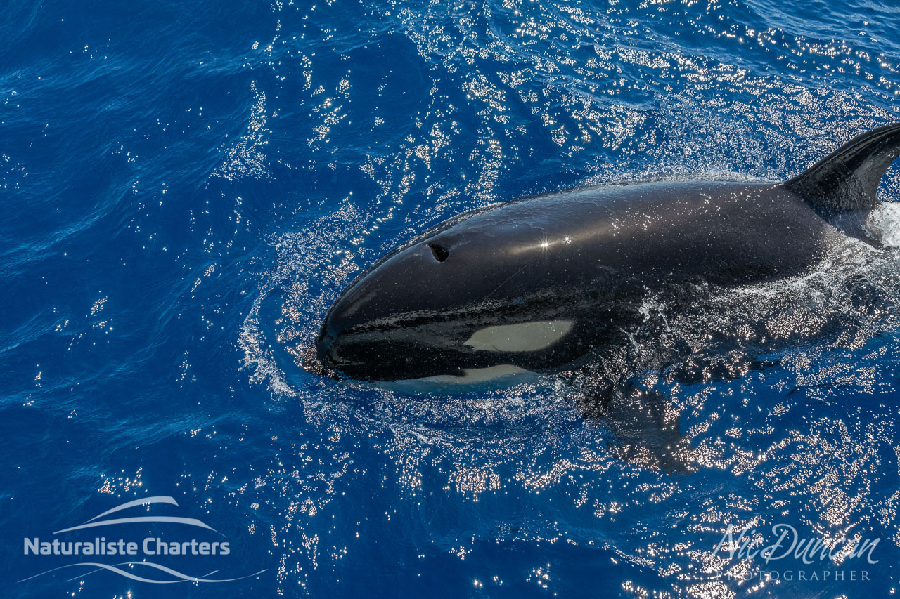 Orca, also known as a killer whale, in the Bremer Canyon WA