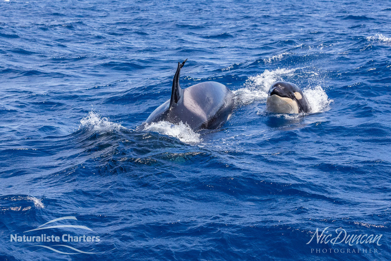 Orca mother and calf swimming towards the boat - Bremer Canyon, in the Southern Ocean off the south coast Western Australia