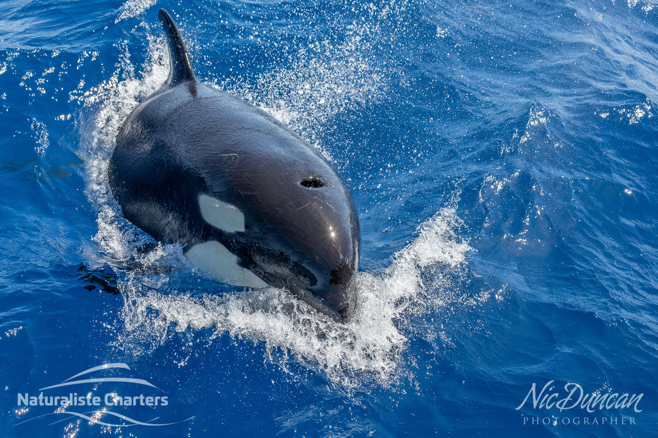 Killer whale powering through the Southern Ocean, WA