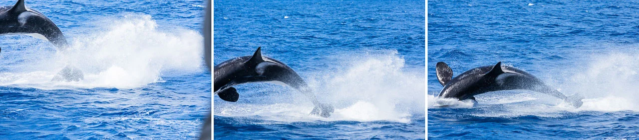 When an orca appears midair in front of you all you can do is shoot from the hip and hope for the best!