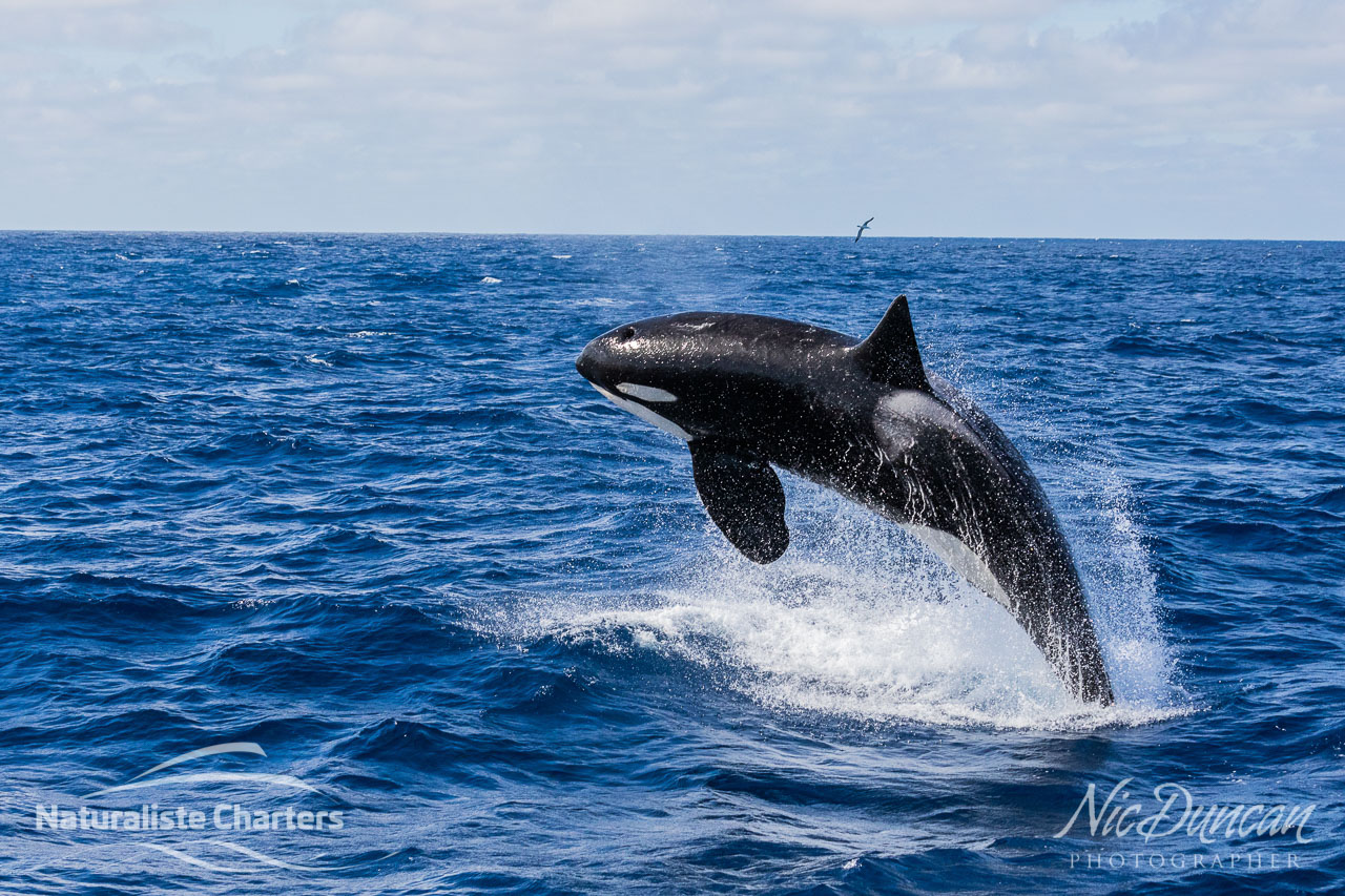 An adult male orca (Mako) breaching in the Bremer Canyon, off Bremer Bay in Western Australia