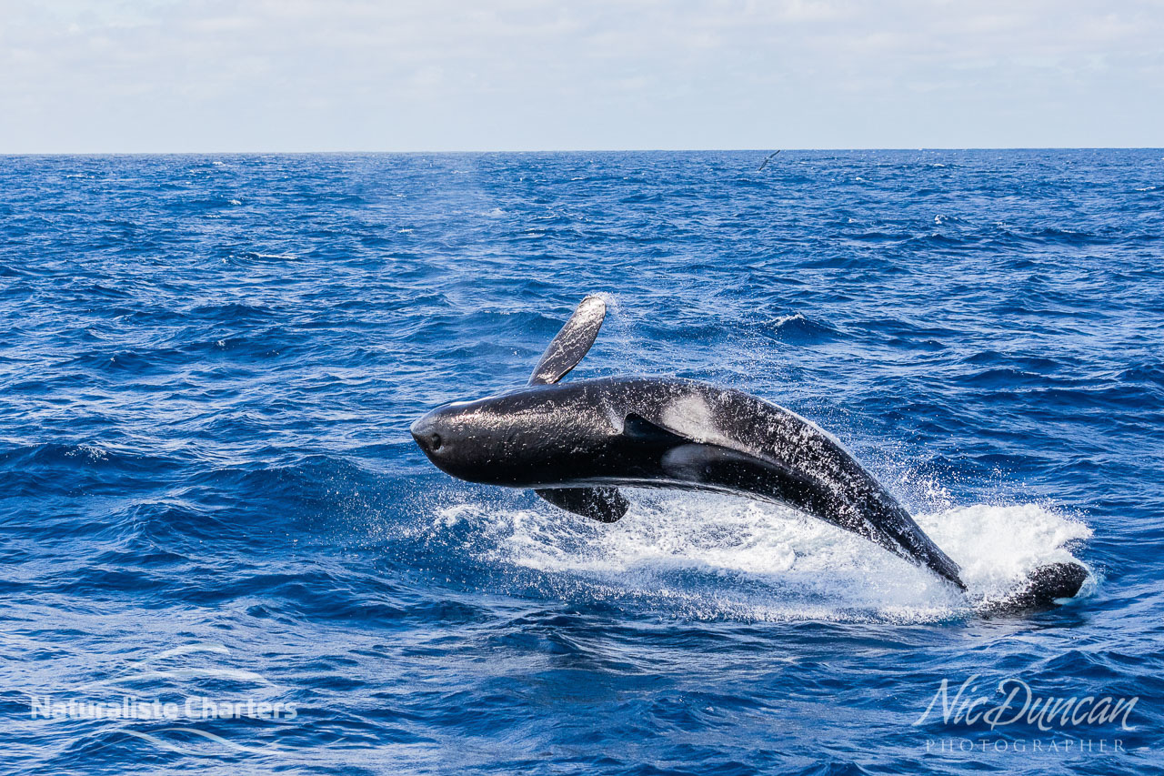 A killer whale (Mako) breaching in the Southern Ocean of the south coat of WA