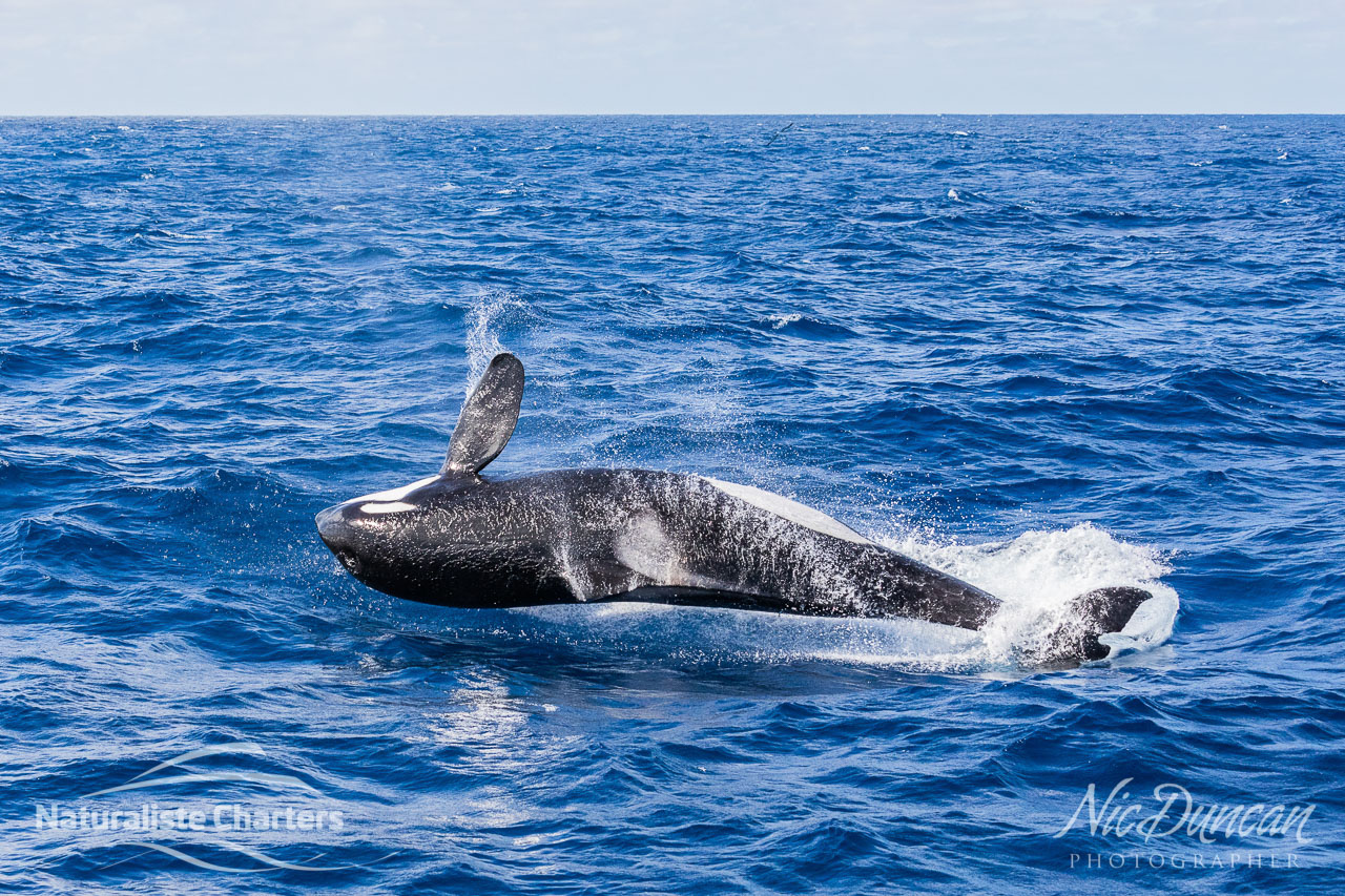 Breaching male orca in the Bremer Canyon, Western Australia