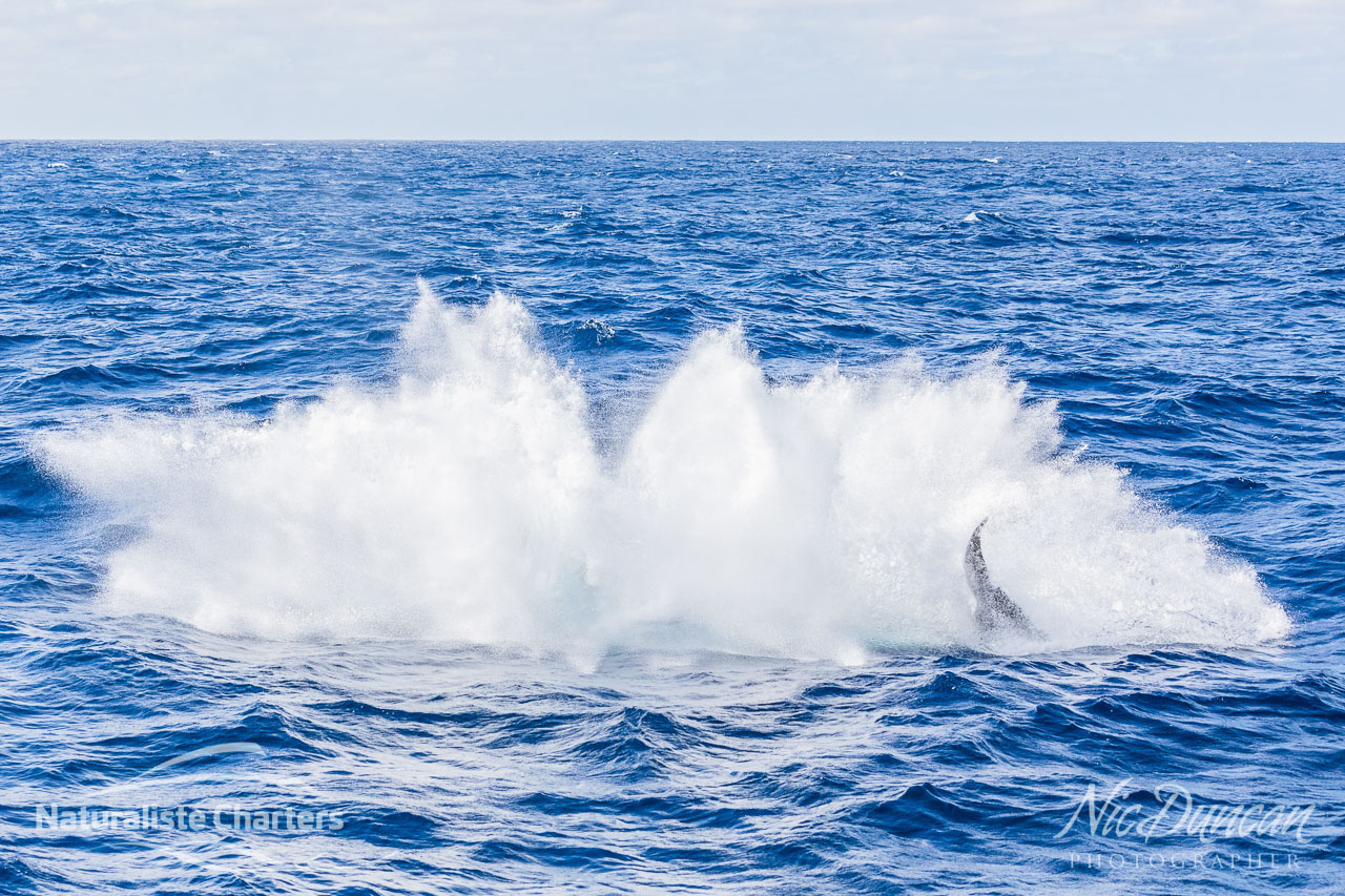 The huge splash as the breaching orca reenters the ocean