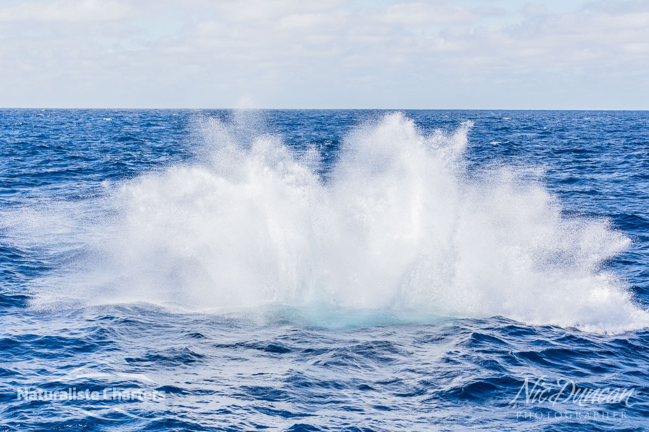 The killer whale creates a huge splash after breaching