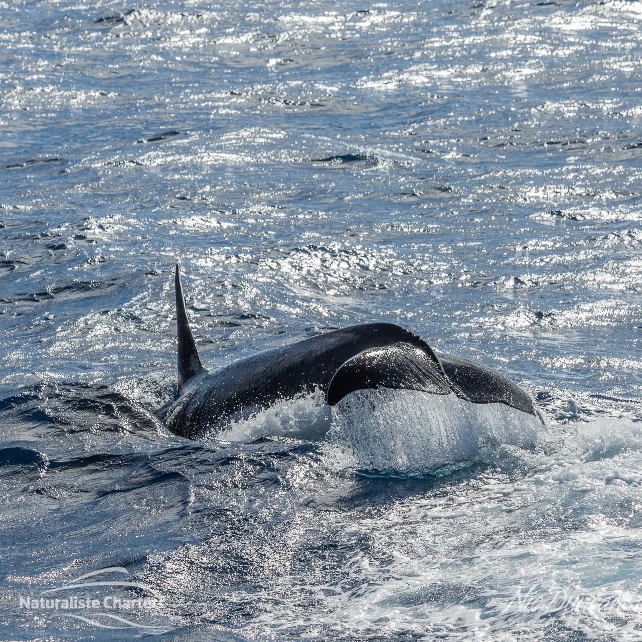 Dorsal fin and tail of a killer whale (also known as an orca) in the Southern Ocean off Bremer Bay, Western Australia