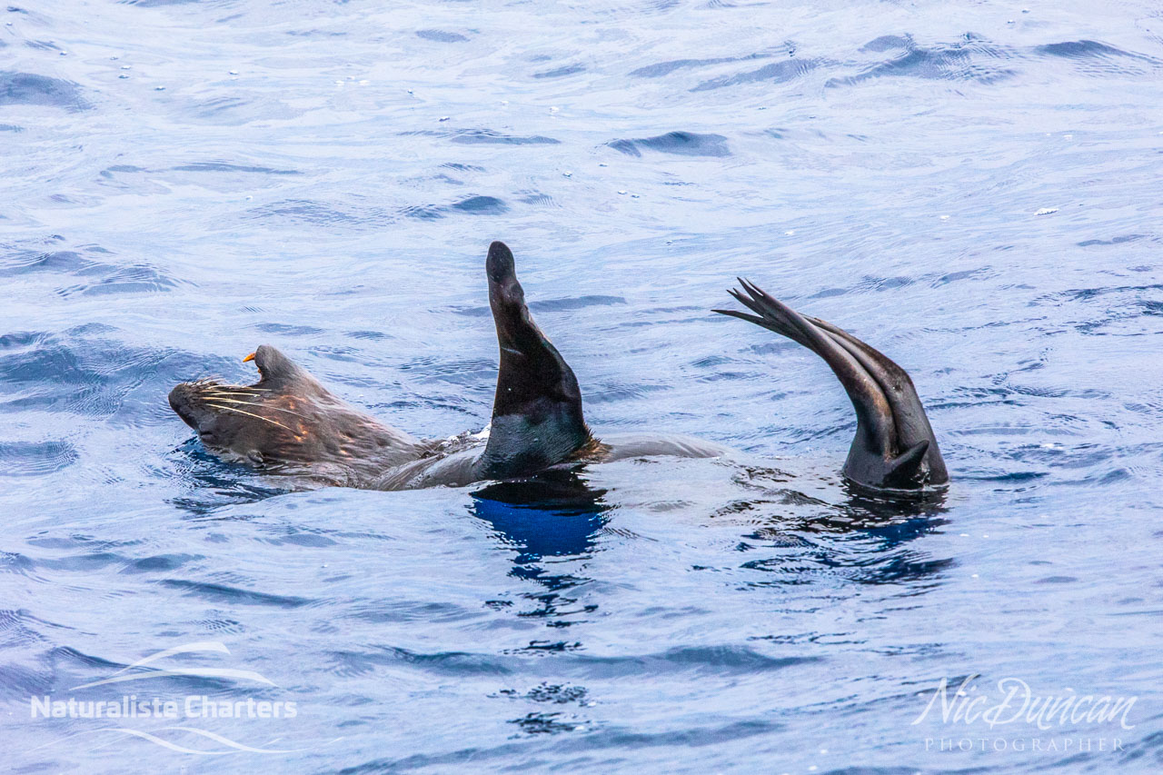 Australian sea lion chilling out on the surface of the Southern Ocean