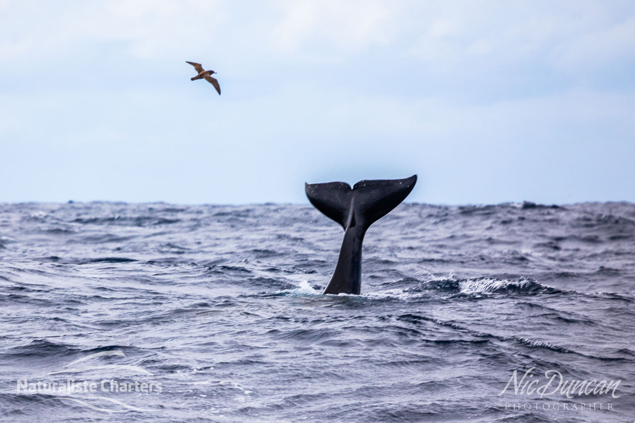 Tail of a killer whale in the Bremer Canyon